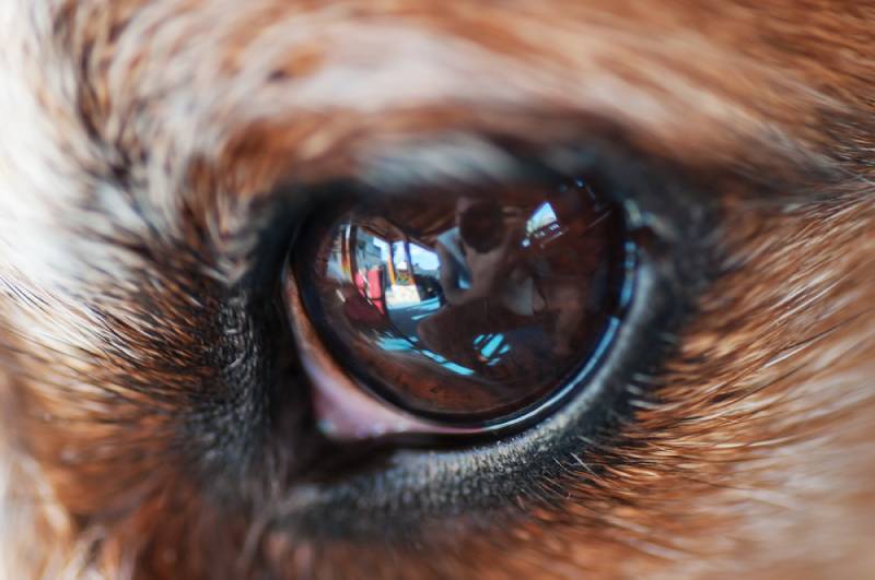 close up of a dog's eye showing its third eyelid