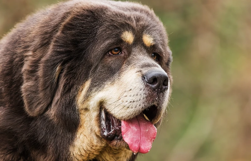 close up of a female tibetan mastiff dog with drool