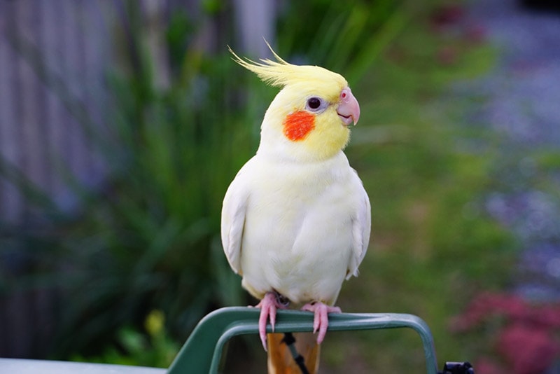 close up of a lutino cockatiel bird