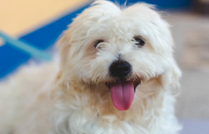 close up of a white maltese dog