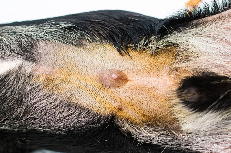 close-up photo of a dog with umbilical hernia