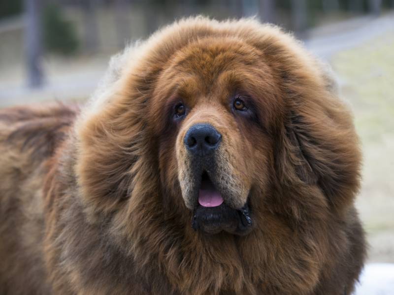 close up tibetan mastiff dog