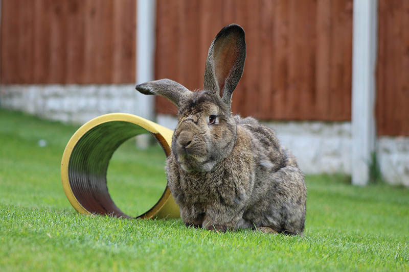 Continental Giant Rabbit on the lawn