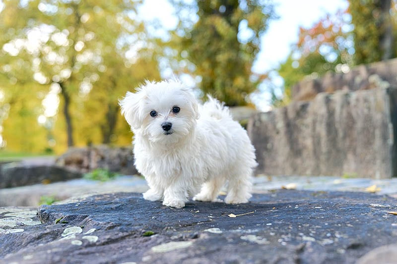 Cute maltese dog sitting on the rock