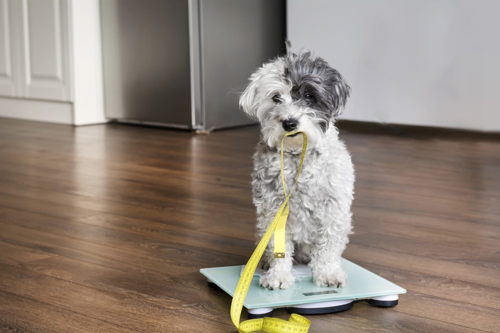 cute poodle dog sitting on weigh scales with measuring meter in the mouth