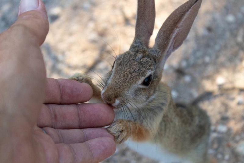Do Pet Rabbits Bite? What to Watch Out For | Hepper