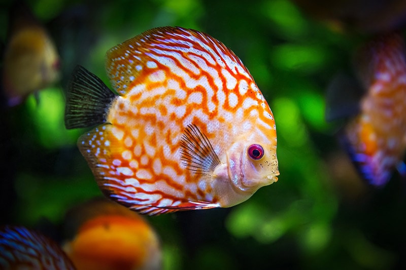 discus fish in the aquarium