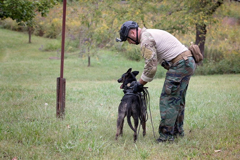 dog handler preparing the dog for a track