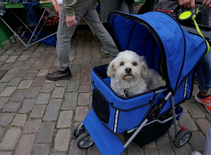 dog in blue stroller