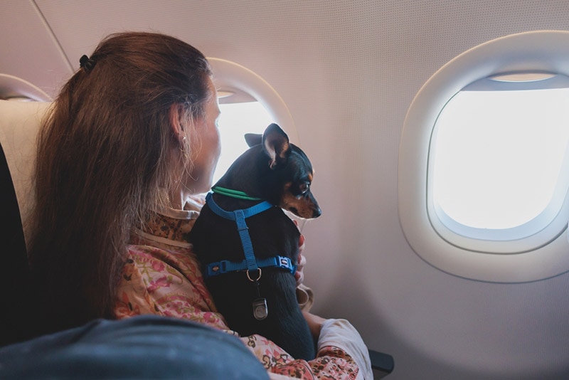 dog in the aircraft with its female owner