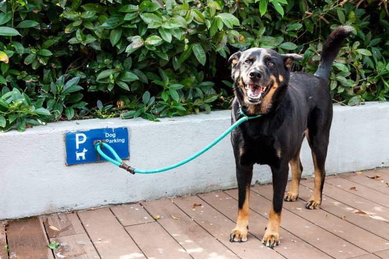 Does Whole Foods Allow Dogs 2024 Update Tips Hepper