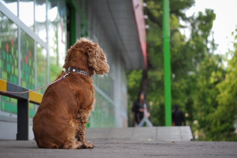 Does Ulta Beauty Allow Dogs 2024 Update Tips For a Successful