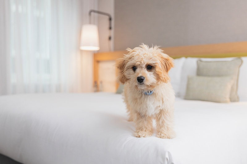 dog standing on the bed in hotel room