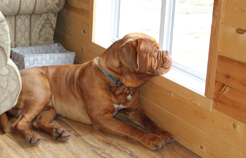 dogue de bordeaux french mastiff staring out the window