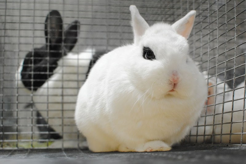 dwarf hotot rabbit
