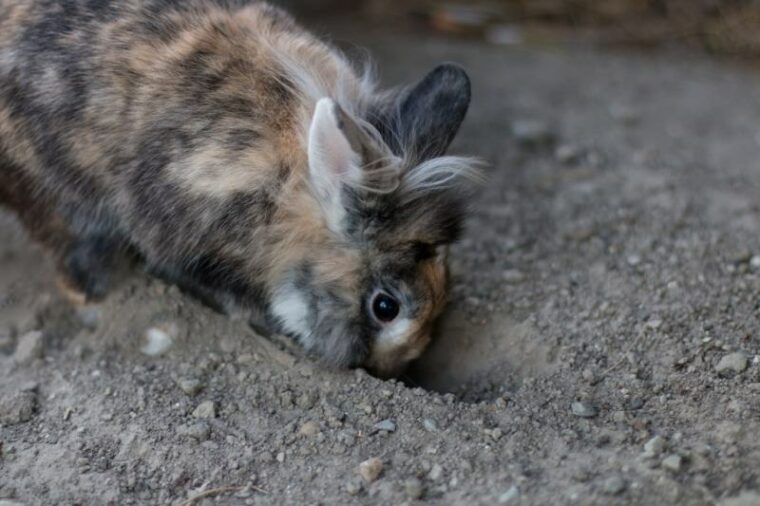 Why Do Rabbits Dig Holes? 6 Likely Reasons Hepper
