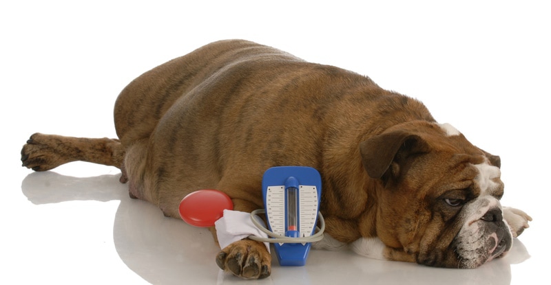 english bulldog lying in white background