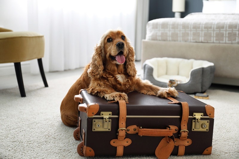english cocker spaniel dog and suitcase in a hotel room