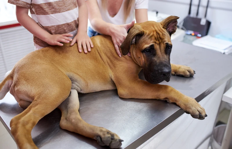 english mastiff dog at the vet clinic