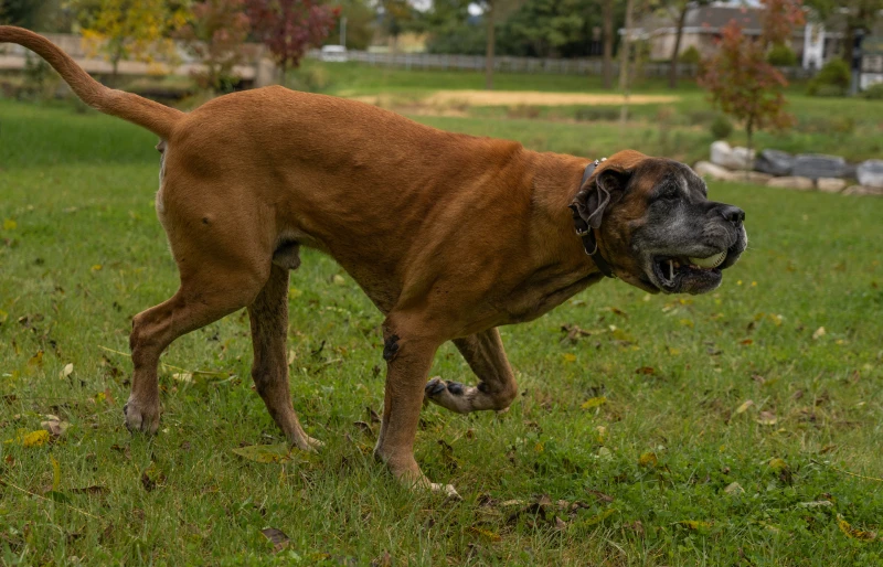 english mastiff running on grassy field