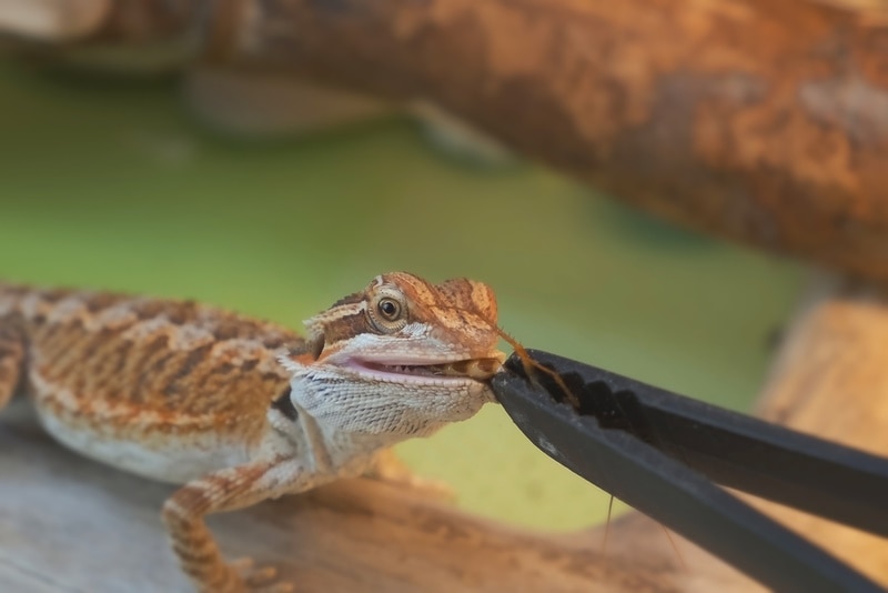 feeding baby bearded dragon