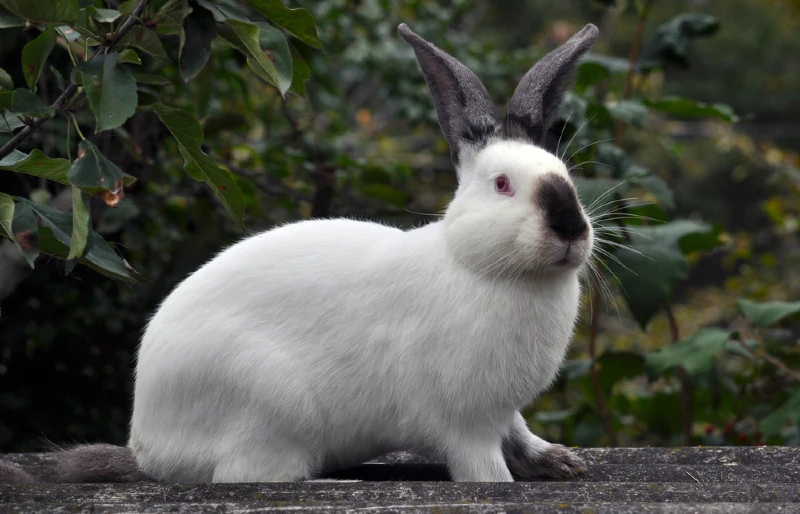 female california rabbit