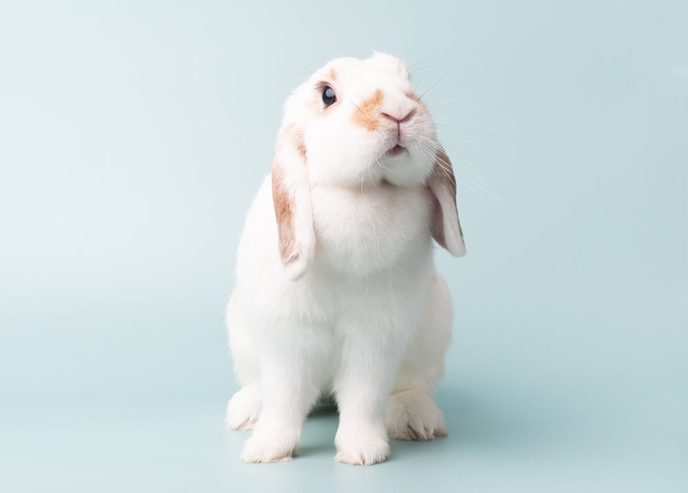 female holland lop rabbit