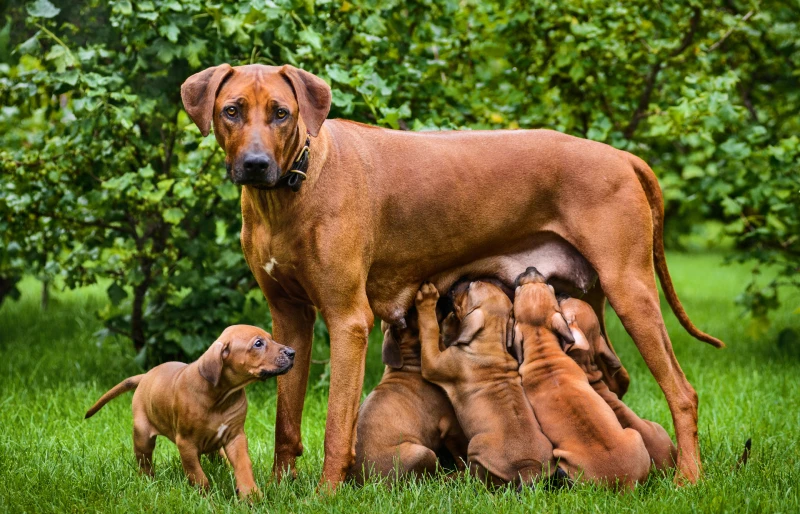 female rhodesian ridgeback dog nursing her puppies outdoors