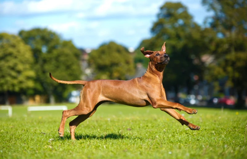 female rhodesian ridgeback dog running outdoors