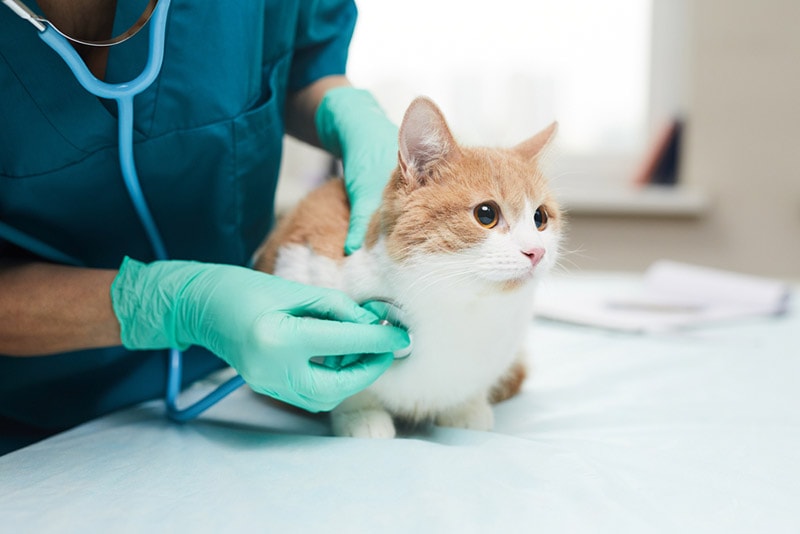 female vet examining the cat with stethoscope