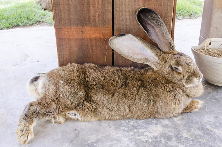 Do Rabbits Sleep with Their Eyes Open? Vet Approved Facts & FAQ Hepper