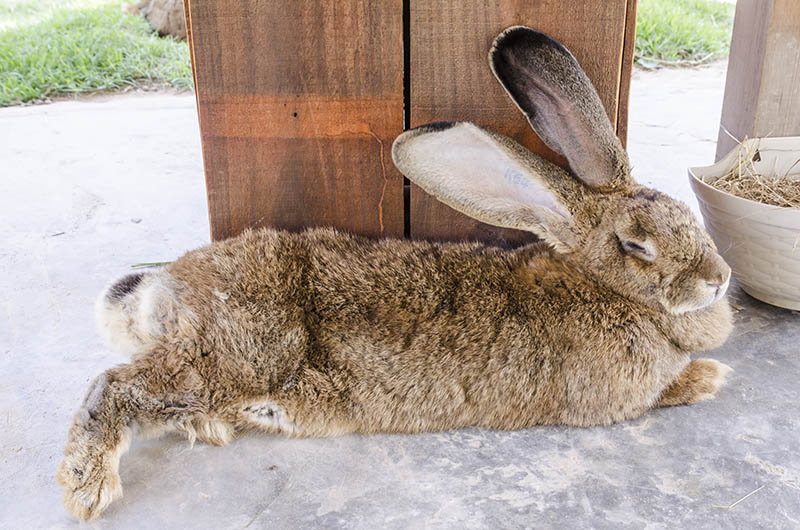 Flemish Giant rabbit sleeping