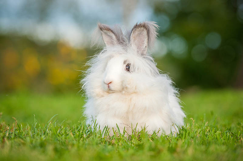fluffy white angora rabbit sitting outdoor