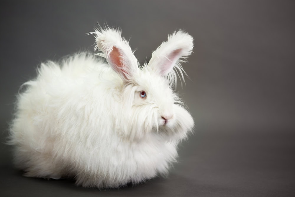 Fluffy white angora rabbit