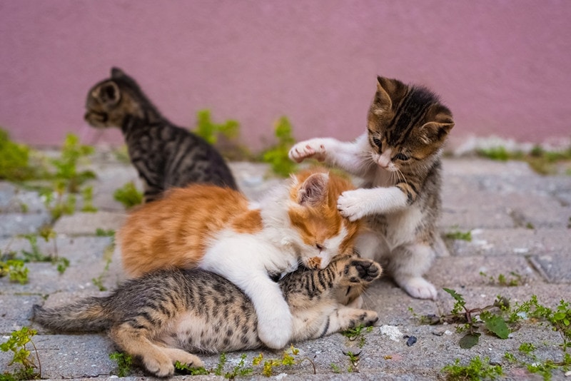 four small kittens playing in street