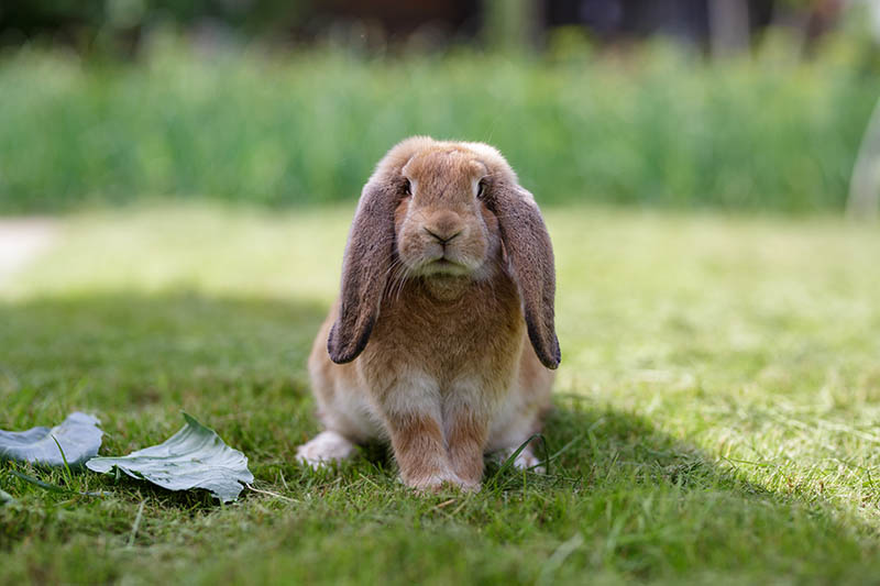 french lop rabbit sitting on the meadow