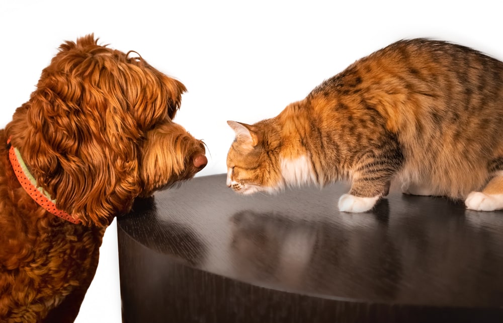 friendly labradoodle dog and a fearless cat