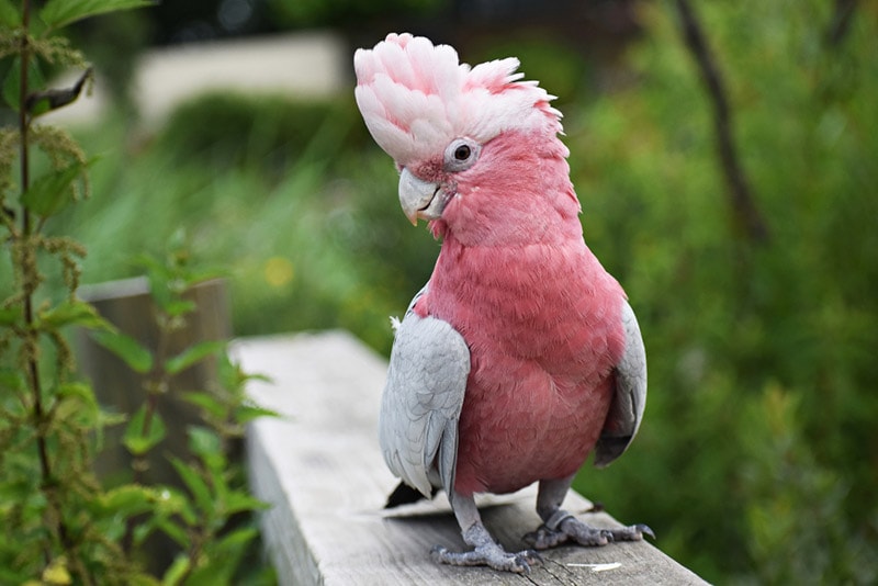 galah cockatoo bird on a wooden surface