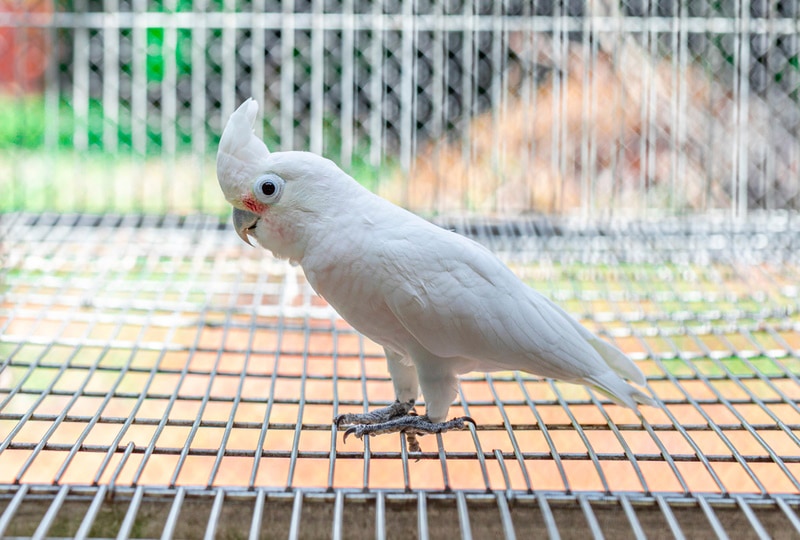 goffins cockatoo in cage