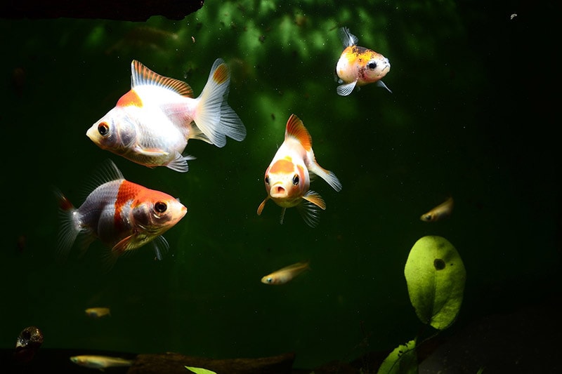 goldfishes in the aquarium