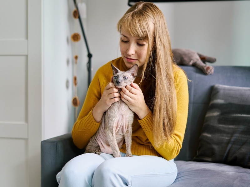 grey sphynx cat sitting on owners lap