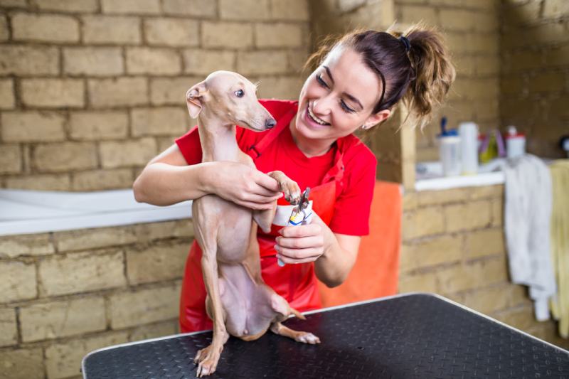 groomer cutting nails of small Italian Greyhound