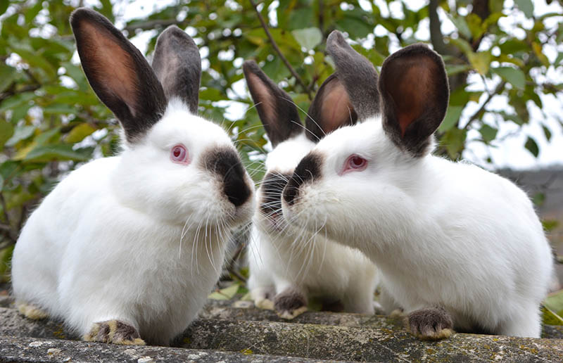 group of Californian rabbits