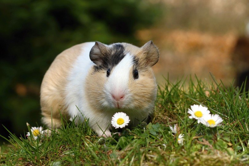 guinea pig and flowers