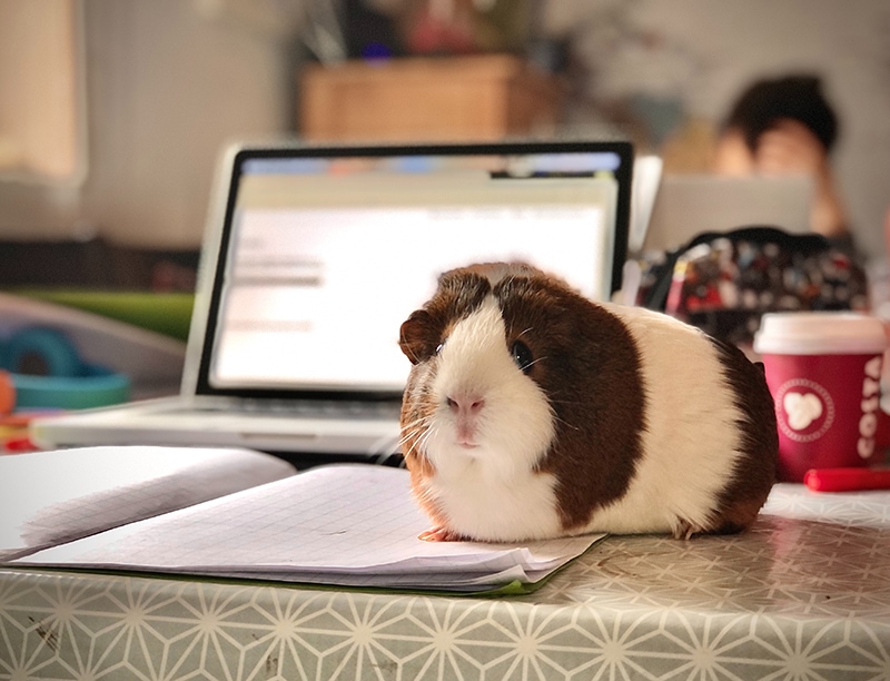 guinea pig in front of a laptop