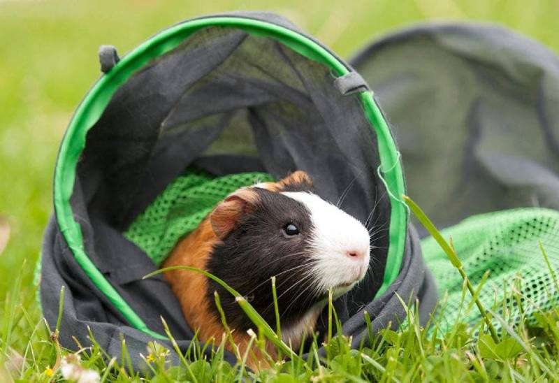 guinea pig inside toy tunnel