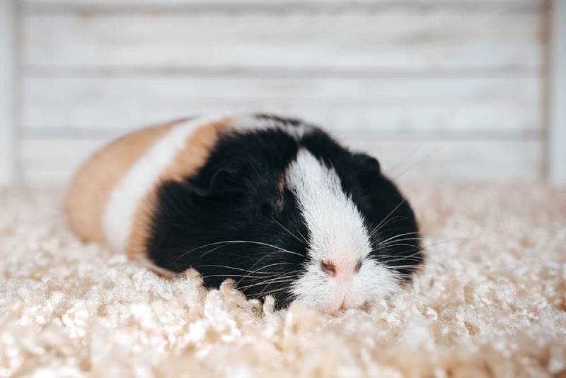 guinea pig sleeping in its cage