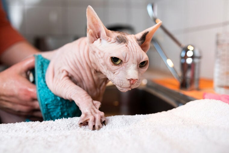 How Badly Do Sphynx Cats Smell? 6 Potential Causes & FAQ  Hepper