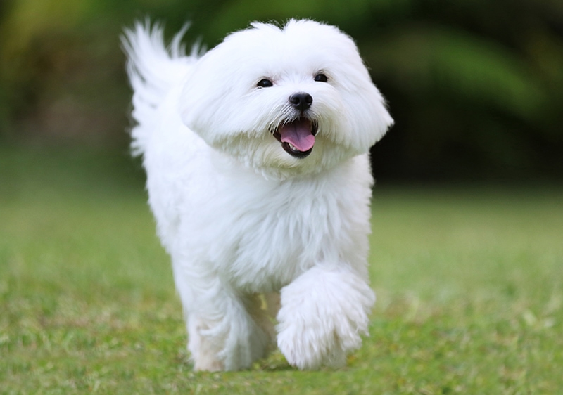 happy adult maltese running outdoor