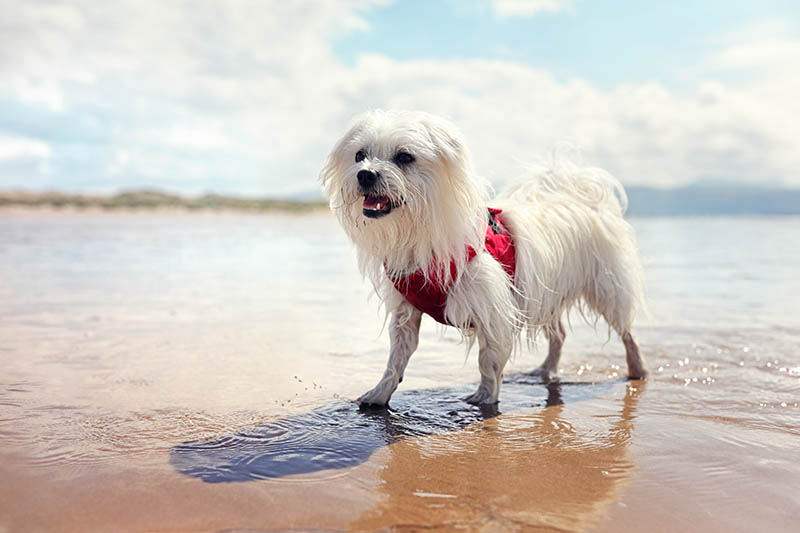 happy maltese at the beach